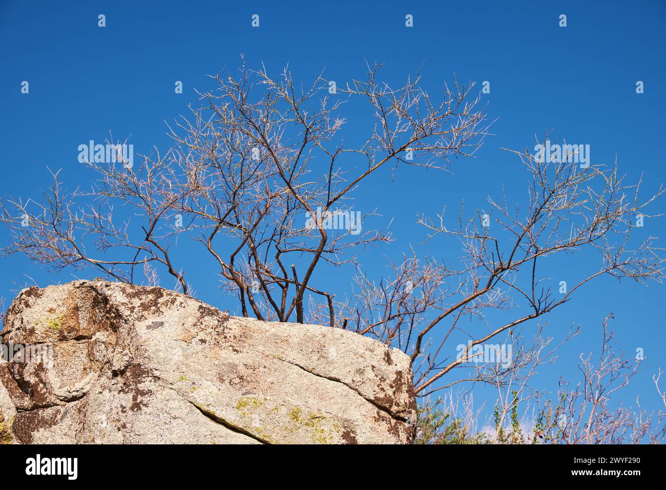 Dried bush Caragana pygmaea on the top of a rock on blue sky background. Stock Photo