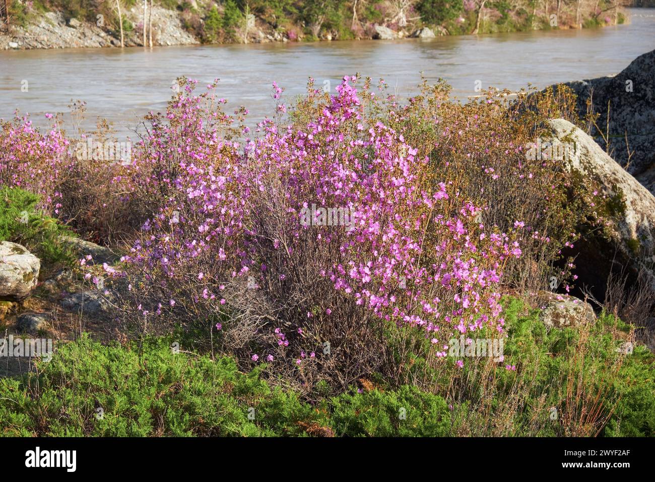 Rhododendron dauricum bushes with flowers (popular names bagulnik, maralnik) near Altai river Katun. Stock Photo