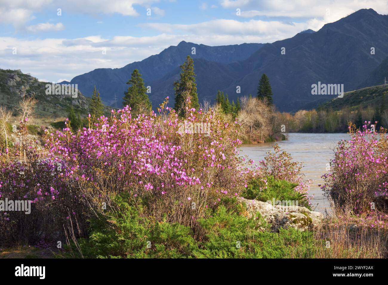 Rhododendron dauricum bushes with flowers (popular names bagulnik, maralnik) near Altai river Katun. Mountains are on background. Stock Photo