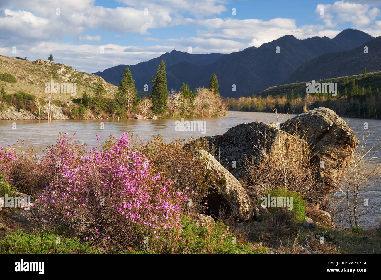 Rhododendron dauricum bushes with flowers (popular names bagulnik, maralnik) near Altai river Katun. Mountains are on background. Stock Photo