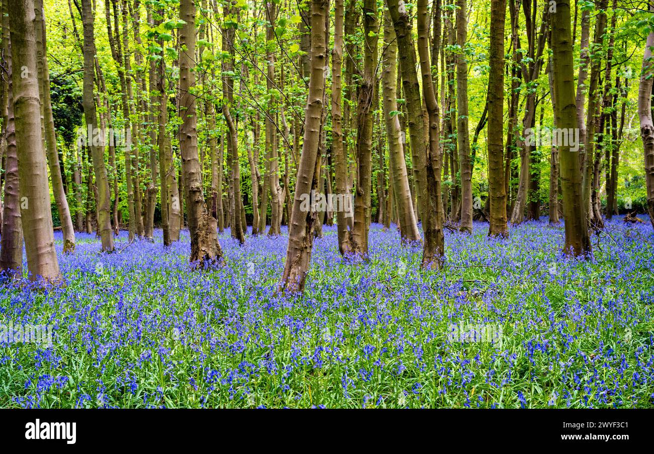 English forest covered in blue bells Stock Photo Alamy