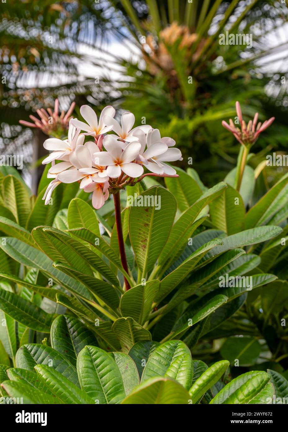 Beautiful pink and white plumeria blossoms adorn the trees on the island of Kauai, Hawaii, USA Stock Photo