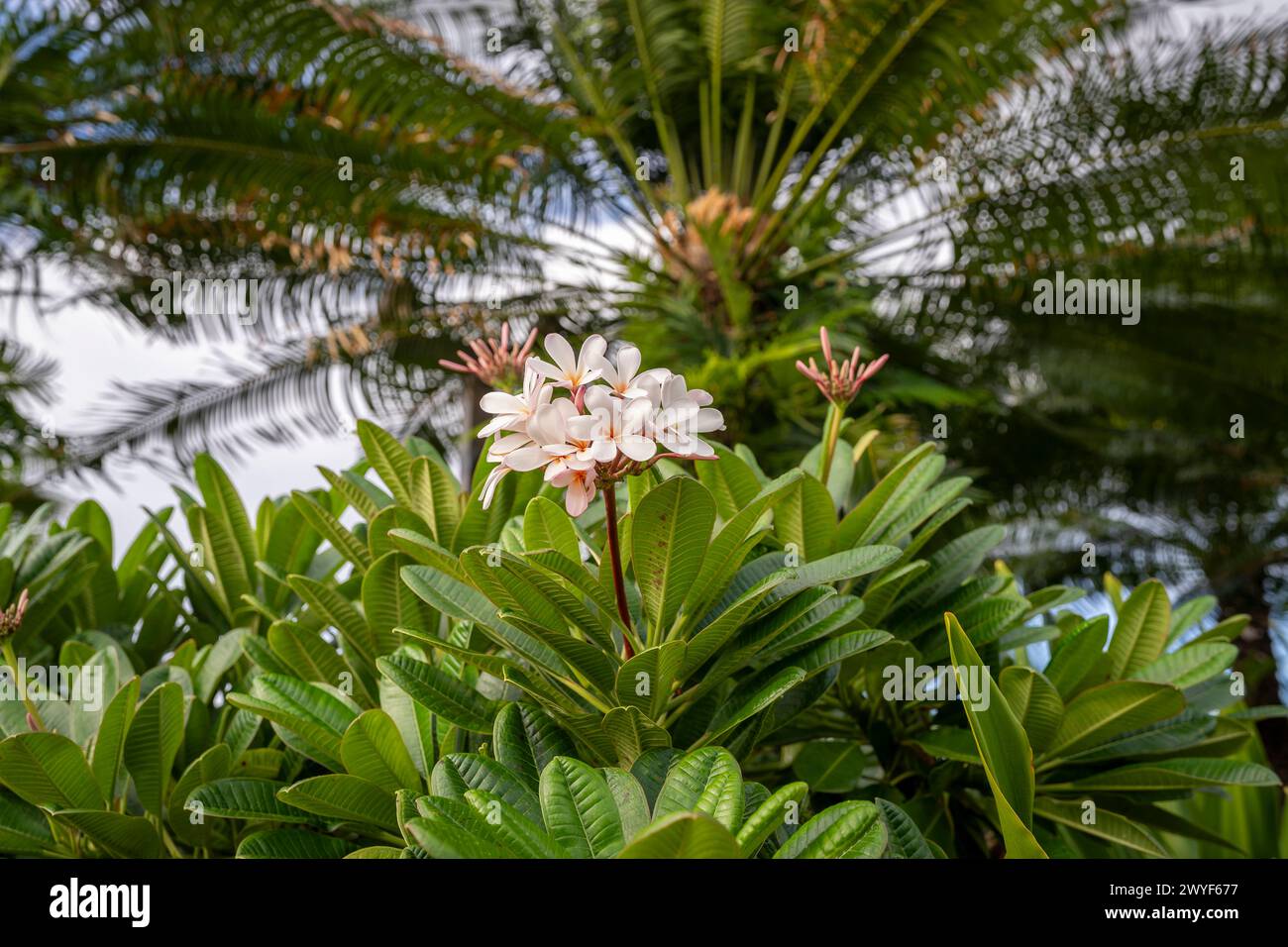 Beautiful pink and white plumeria blossoms adorn the trees on the island of Kauai, Hawaii, USA Stock Photo