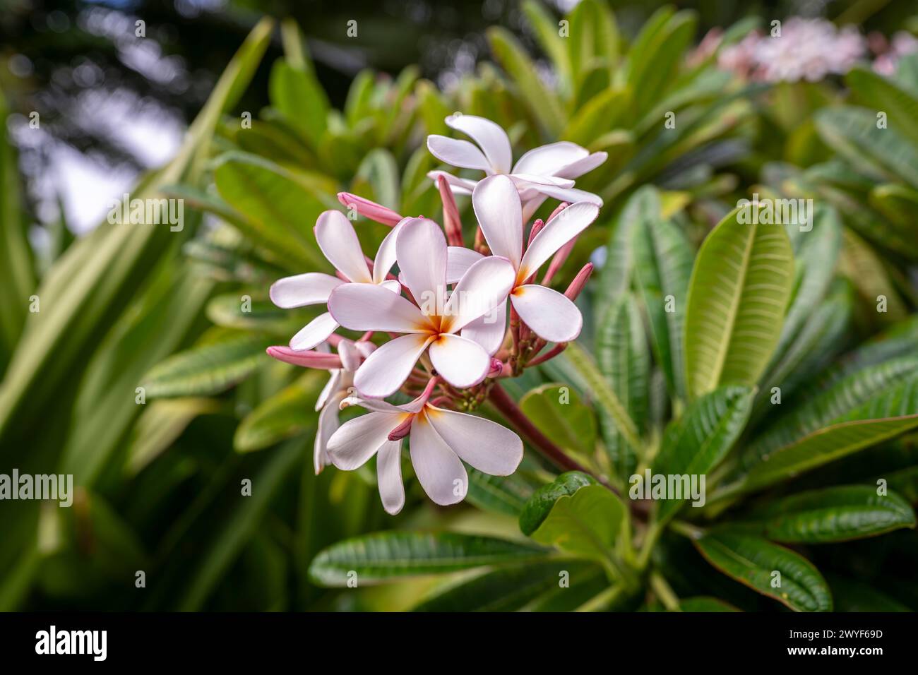 Beautiful pink and white plumeria blossoms adorn the trees on the island of Kauai, Hawaii, USA Stock Photo