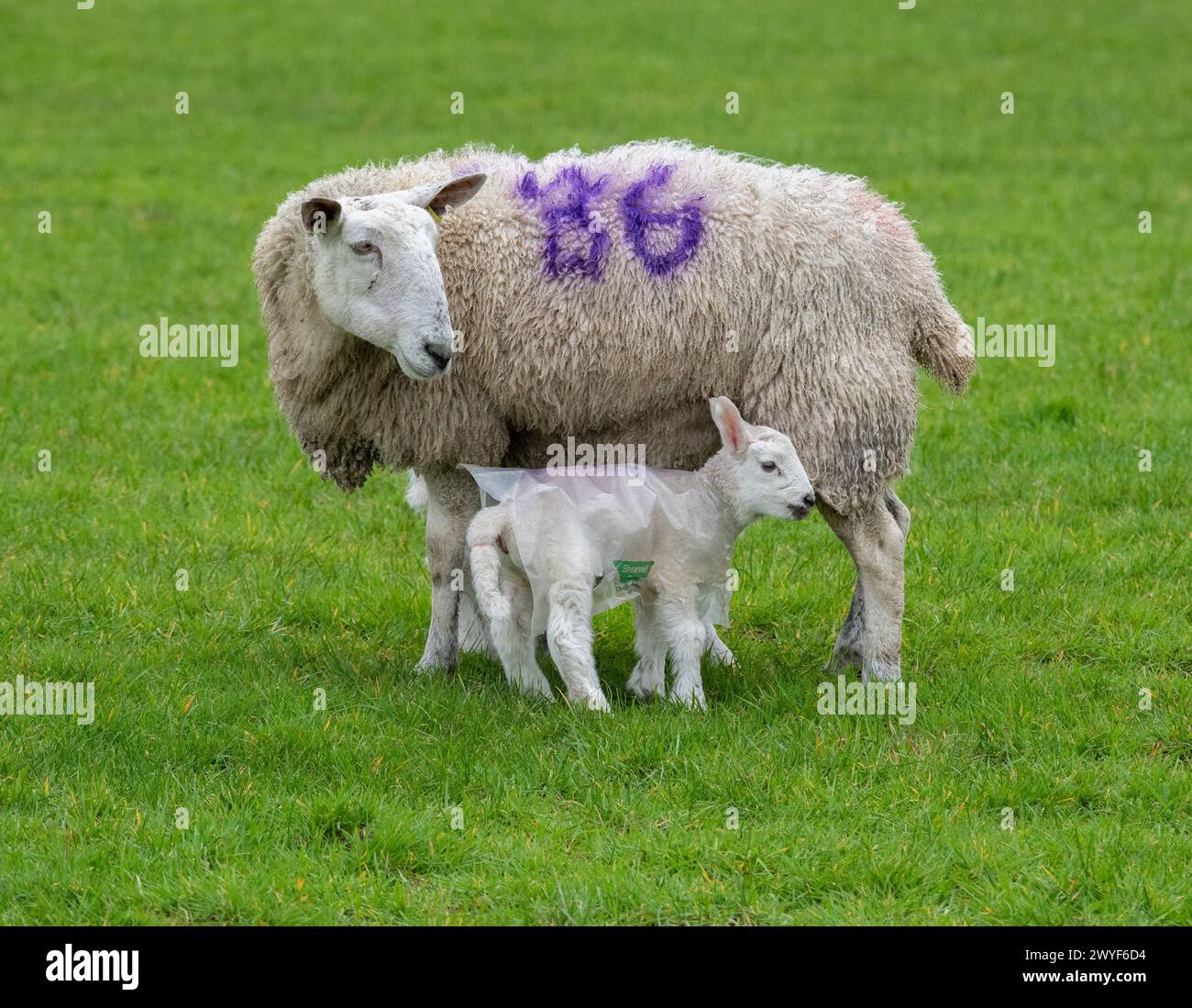 Preston, Lancashire, UK. 6th April 2024. Ready for the storm Kathleen