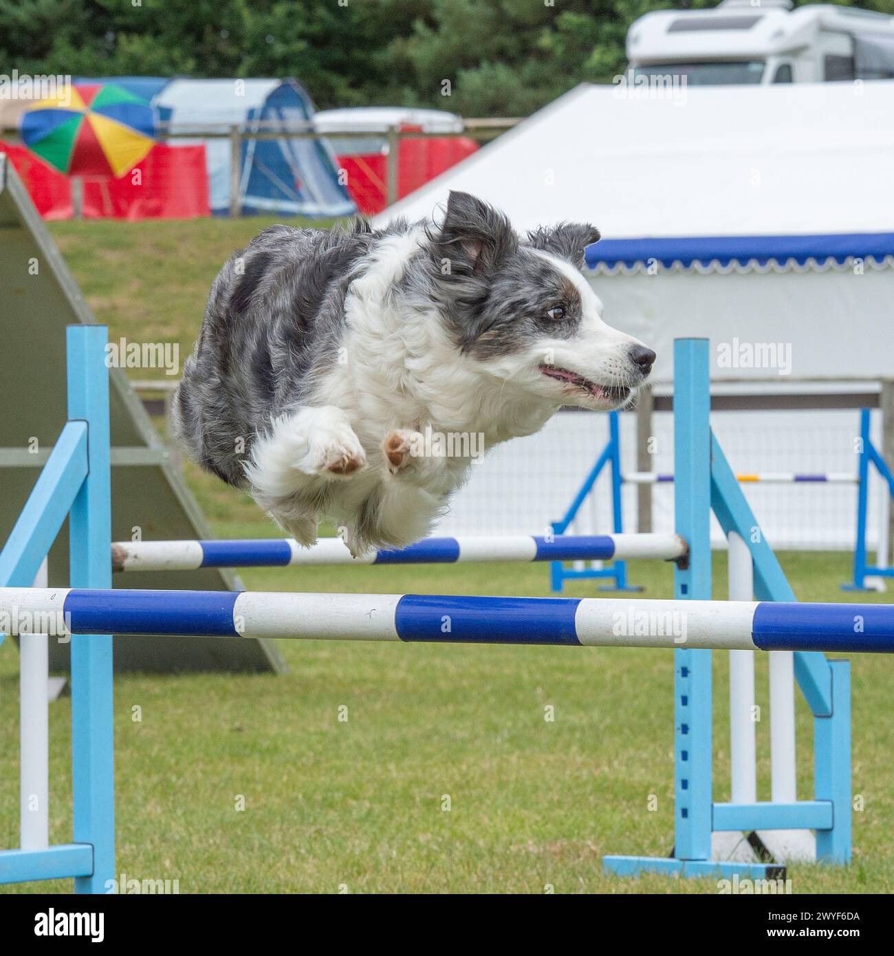 border collie competing at agility Stock Photo