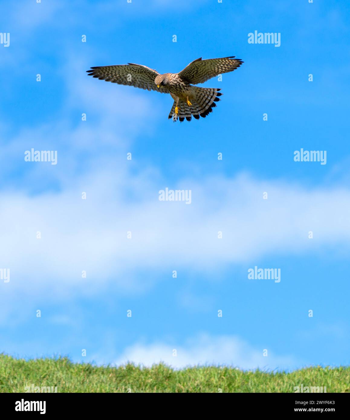 Common Kestel hovering UK (falco falcis) Stock Photo