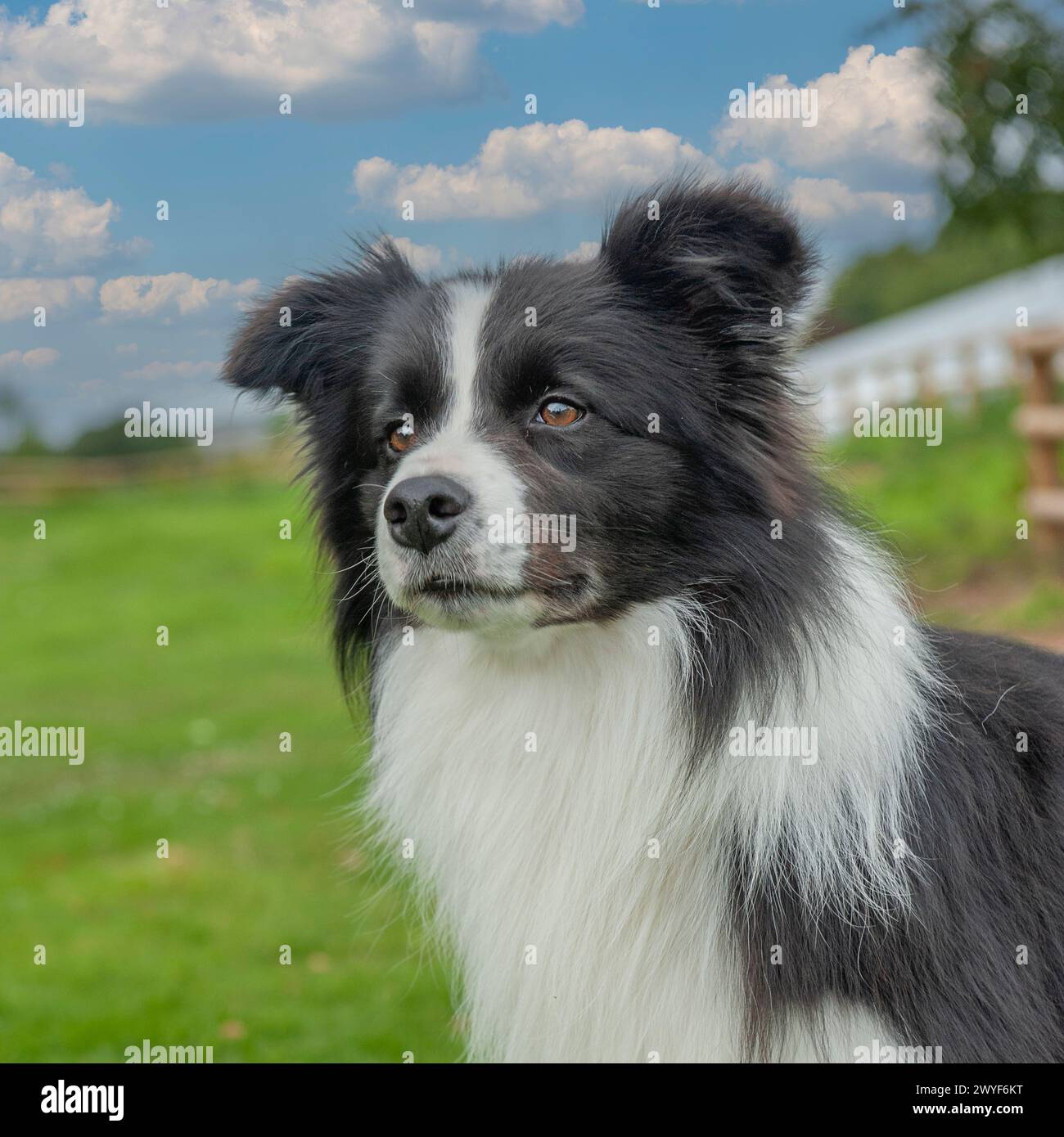border collie dog Stock Photo