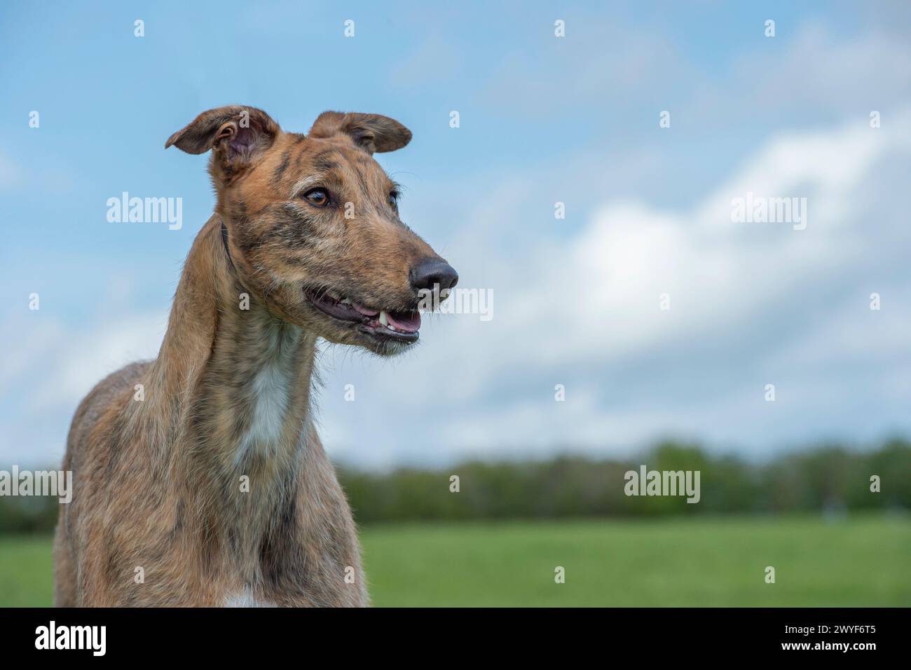 greyhound dog Stock Photo