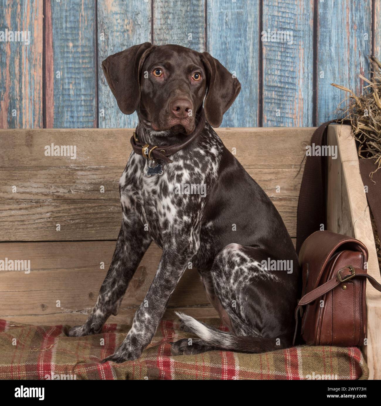 german shorthaired pointer puppy Stock Photo