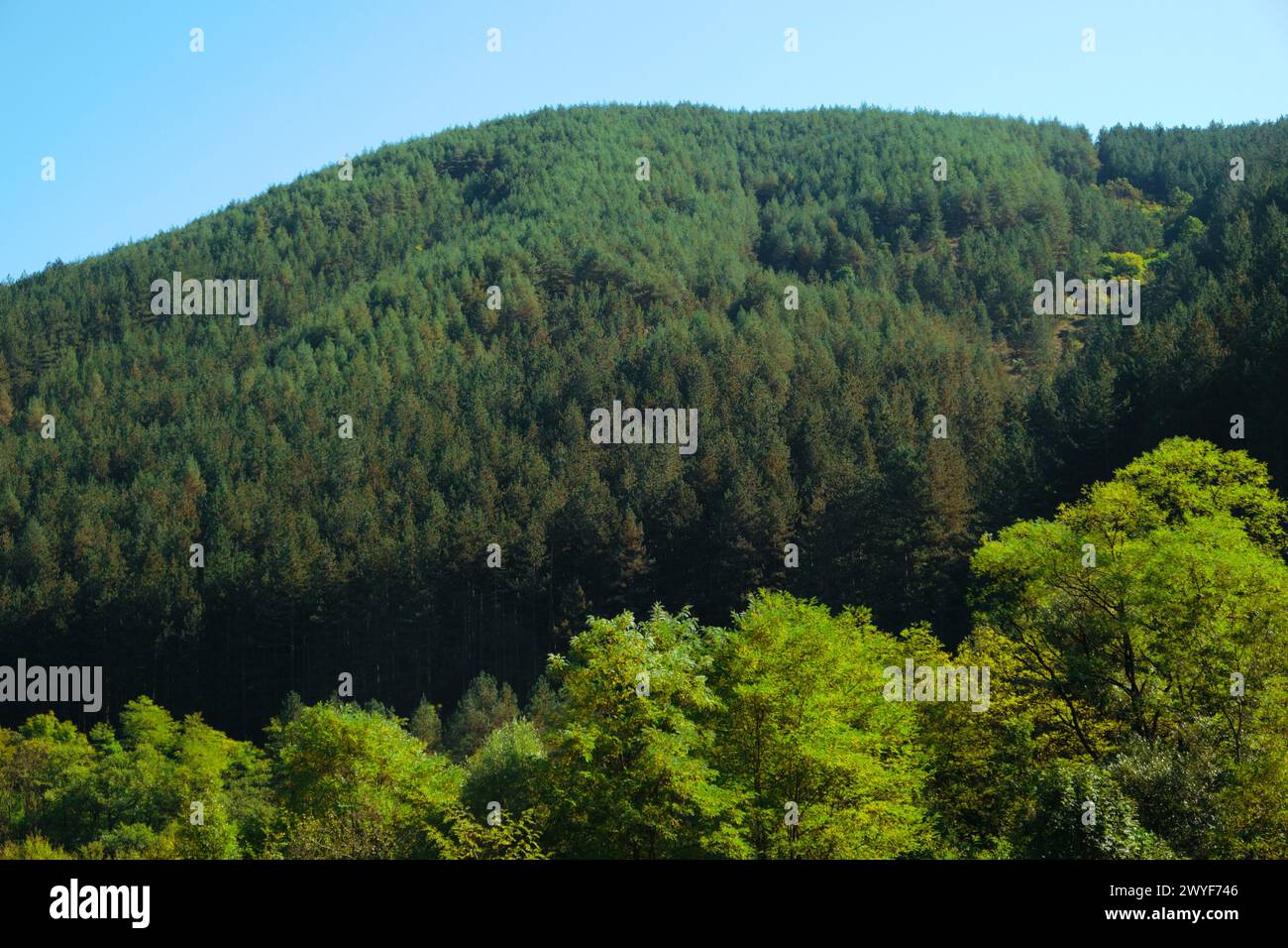 Lush green leafy trees hi-res stock photography and images - Alamy