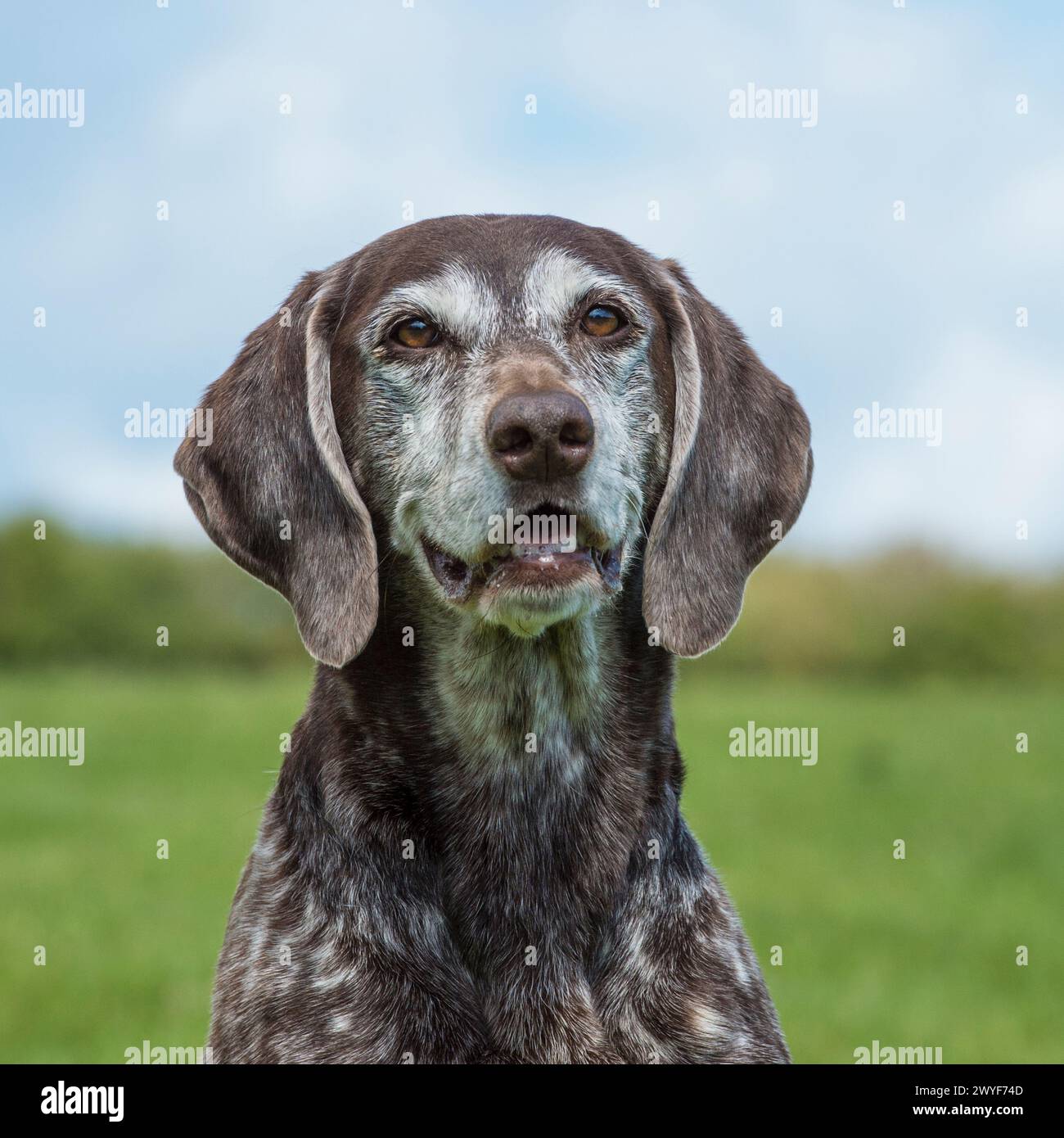 german shorthaired pointer Stock Photo