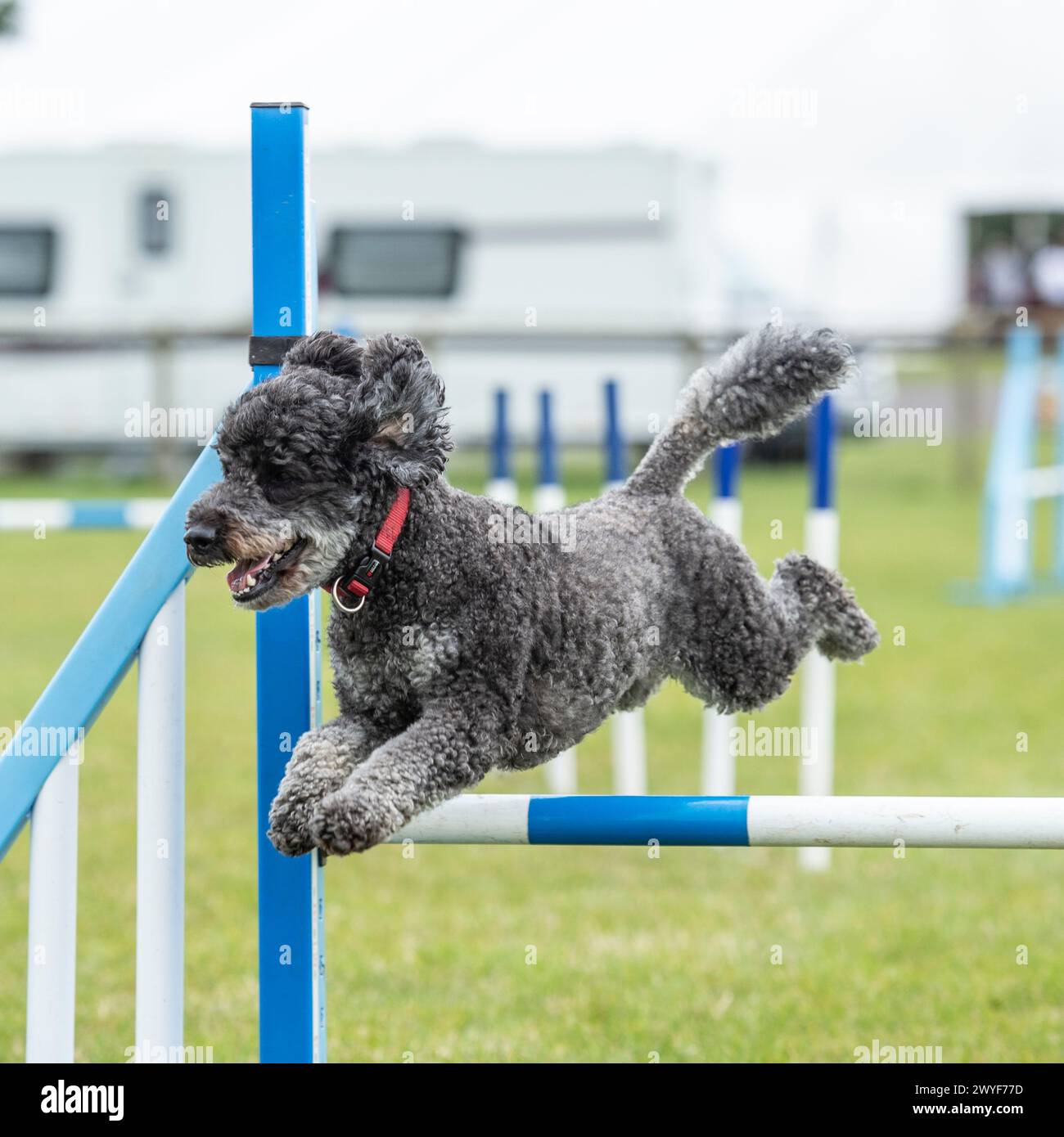 miniature poodle competing in agility Stock Photo
