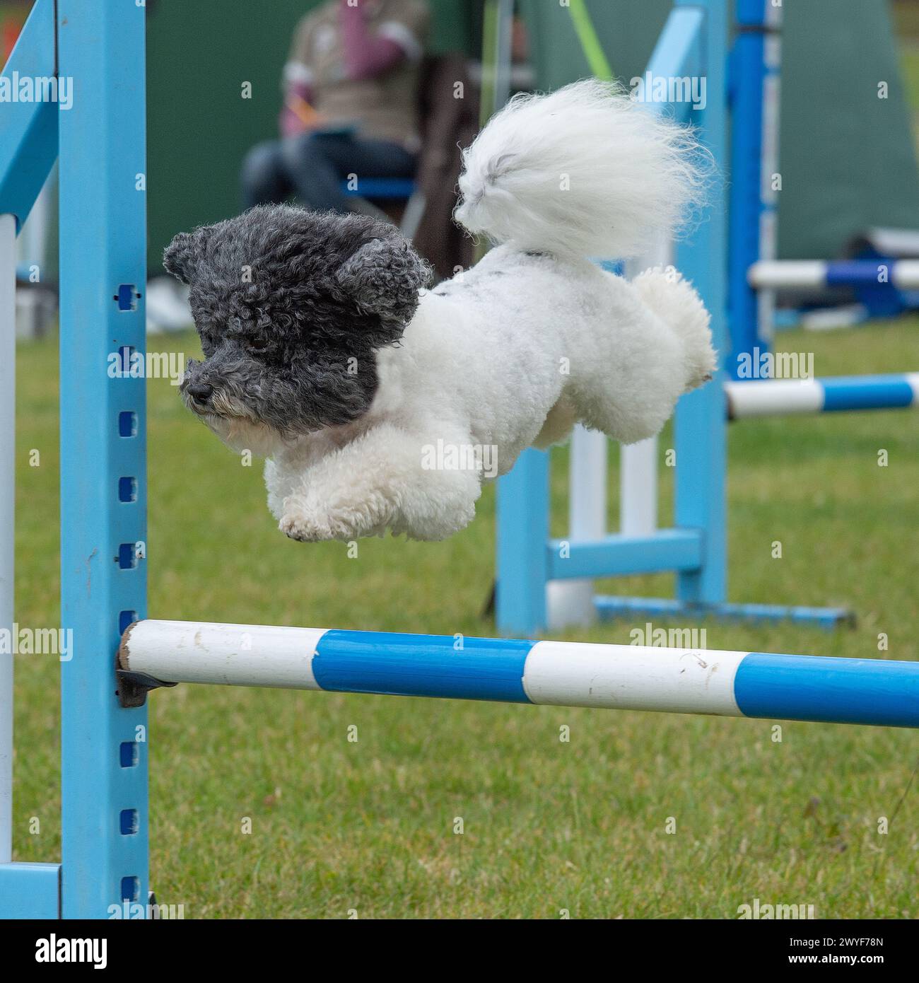 crossbreed dog doing agility Stock Photo