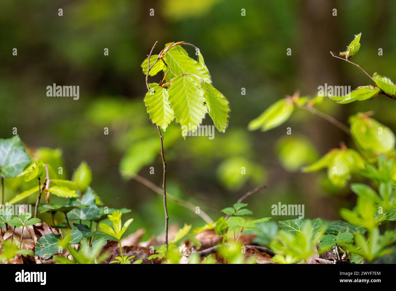 The sapling of Fagus sylvatica, the European beech or common beech on a forest floor Stock Photo