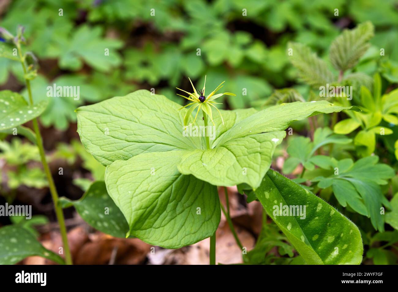 The flower of Paris quadrifolia, the herb-paris or true lover's knot Stock Photo