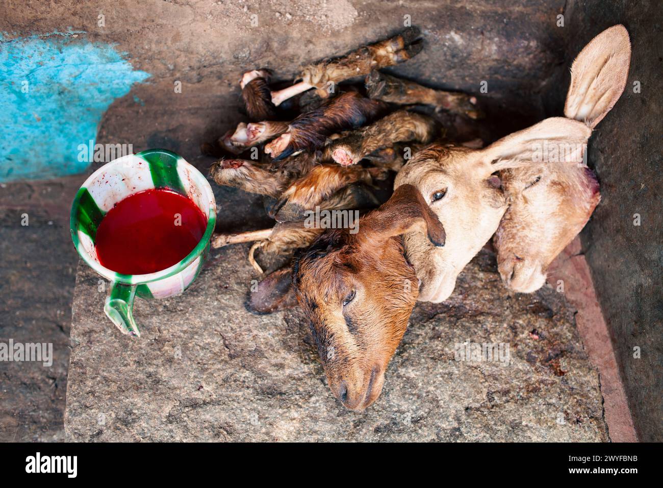 Sheep s heads, on the ground with a recipient of blood, in the butchers  block in Mysore s old market. Patricia Huchot-Boissier / Collectif DyF Stock Photo