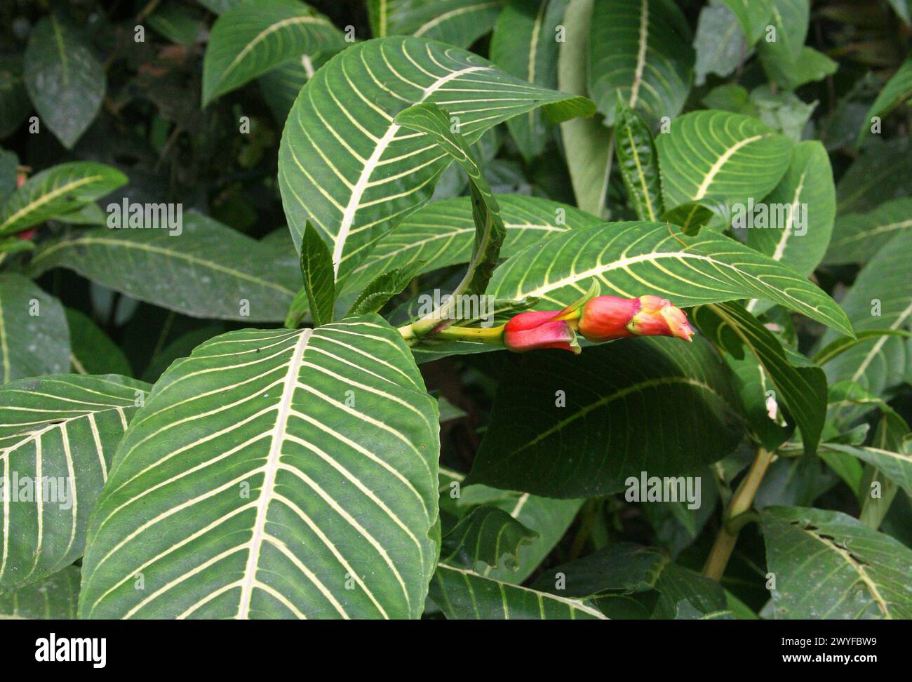 Sanchezia speciosa, Acanthaceae. Costa Rica. Sanchezia is a genus of the plant family Acanthaceae. Stock Photo