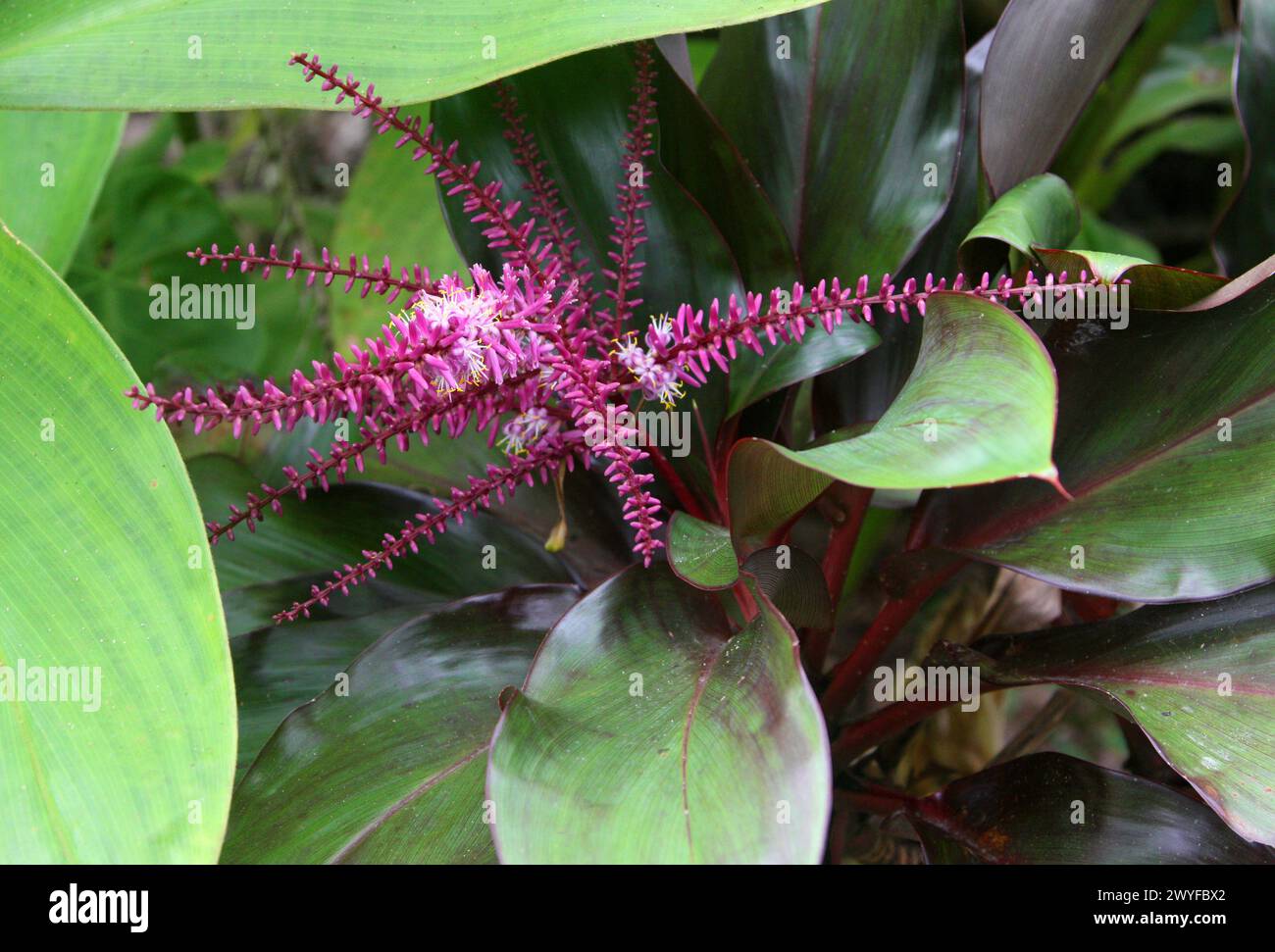 Cordyline, Hawaiian Ti Plant, Good Luck Plant, Ti Plant, Palm Lily, Cabbage Palm, Cordyline fruticosa, Asparagaceae. Costa Rica, Central America. Stock Photo