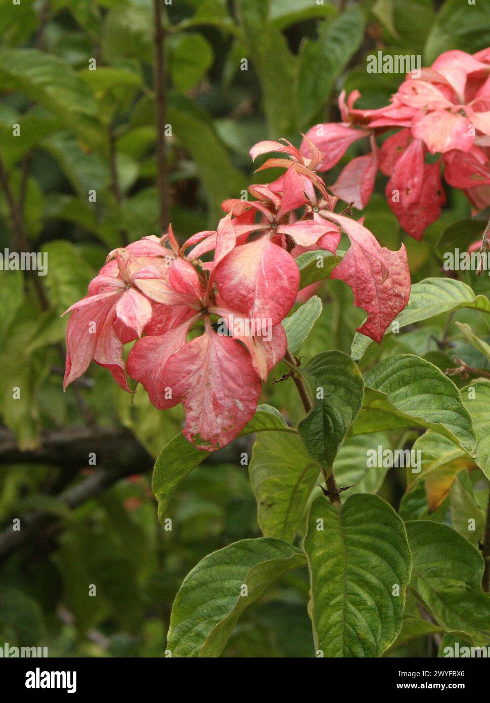 Musaenda Rosada, Mussaenda phyllipica 'Dona Luz', Rubiaceae. Tropical shrub with red calx and green leaves. Costa Rica, Central America. Stock Photo