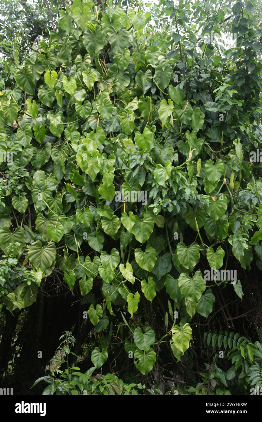 Arrowhead Plant, Syngonium macrophyllum, Araceae. Vine growing up a tree. Costa Rica. Syngonium is a genus of flowering plants in the family Araceae, Stock Photo