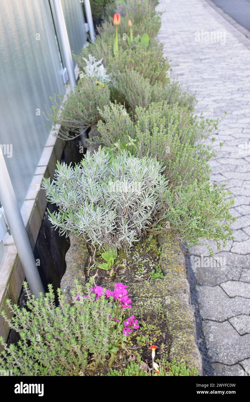 purple rock cress in a planting wall Stock Photo