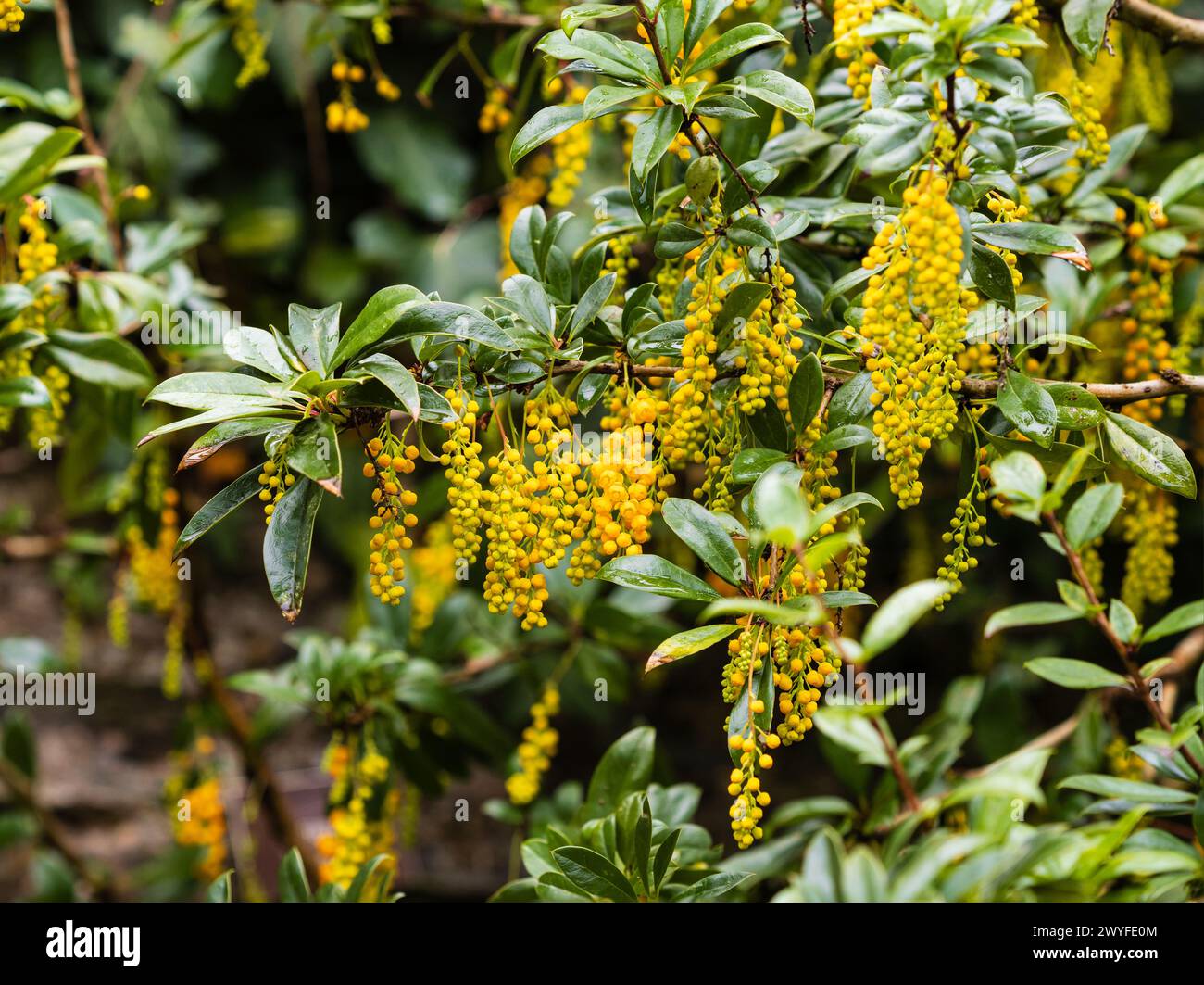 Yellow flowers in teh pendulous racemes of the spring flowering evergreen shrub, Berberis valdiviana Stock Photo