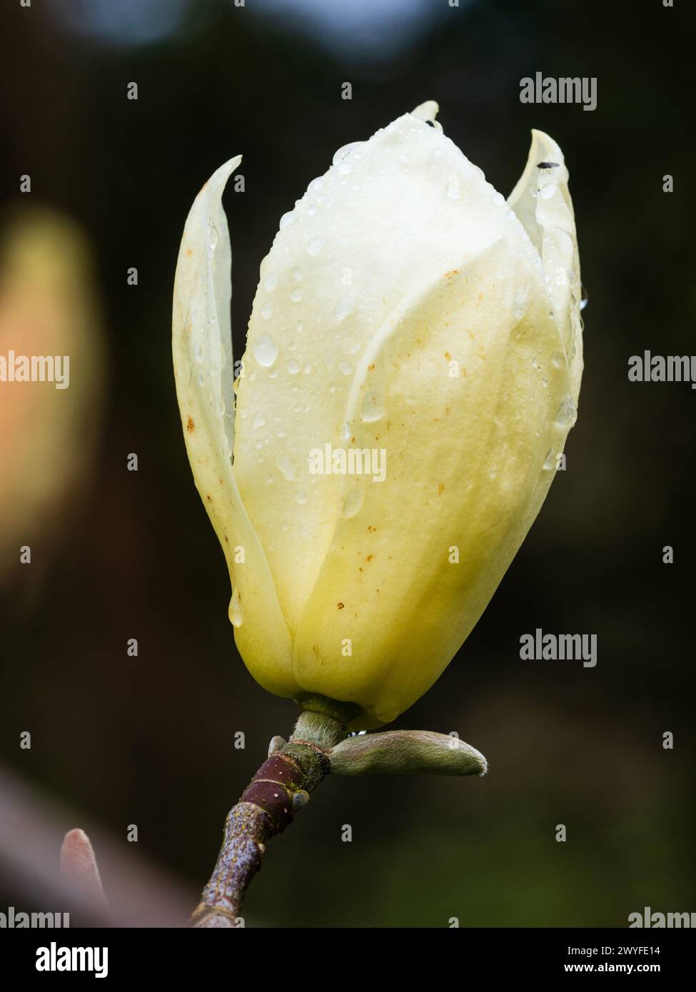 Pale yellow flower of the hybrid, spring blooming tree magnolia, Magnolia 'Daybreak' x 'Gold Cup' Stock Photo