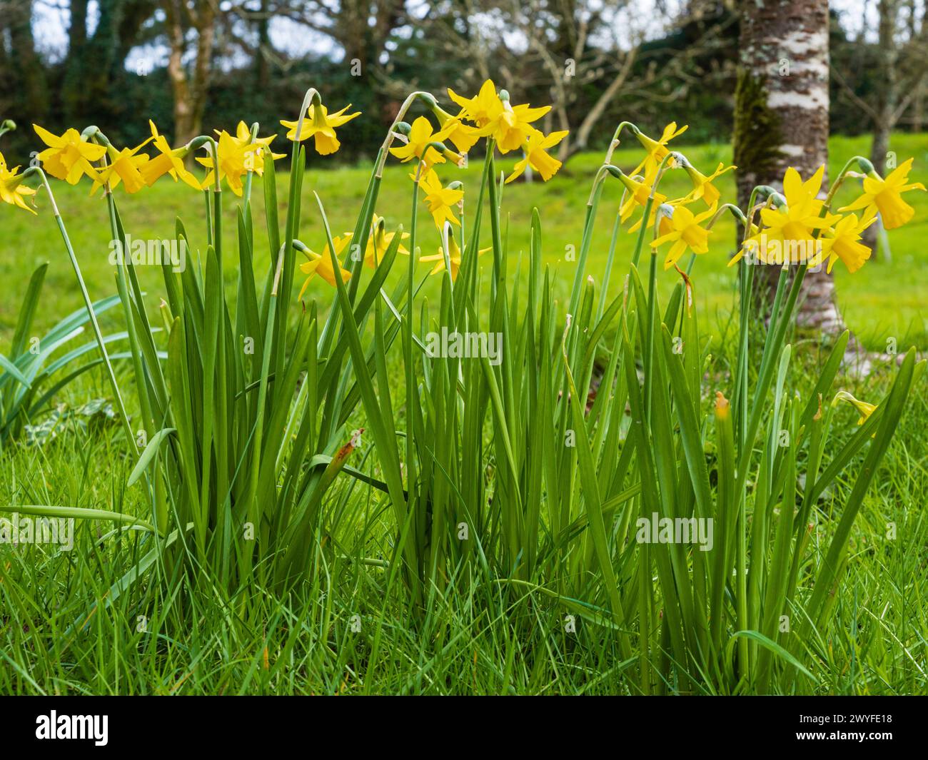 Early spring flowering yellow daffodil, Narcissus 'Tete a Tete', growing in unmown garden grass Stock Photo