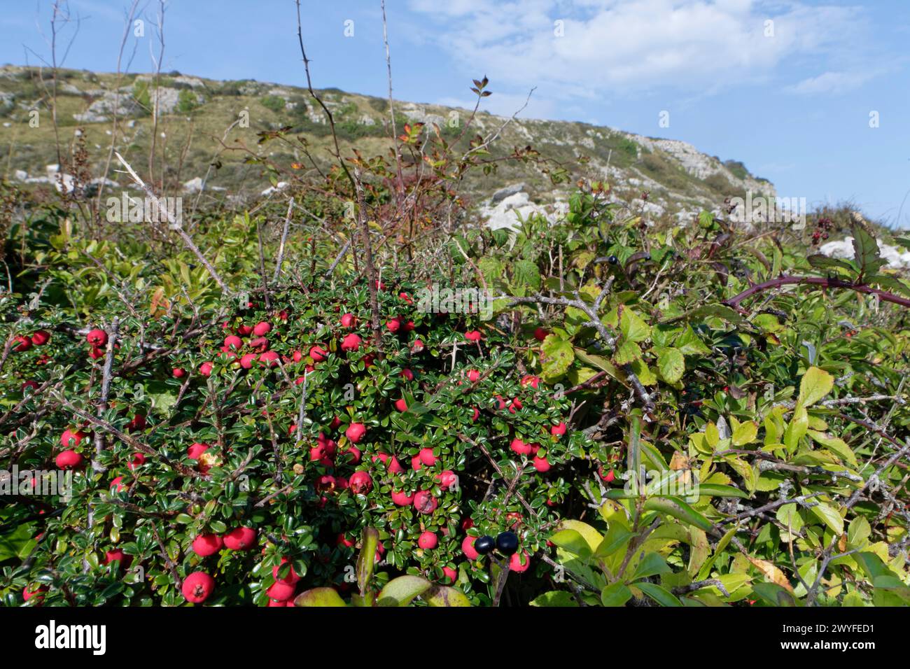 Entire-leaved cotoneaster (Cotoneaster integrifolius), a garden escape with masses of red berries on coastal rocks, Isle of Portland, UK, October. Stock Photo