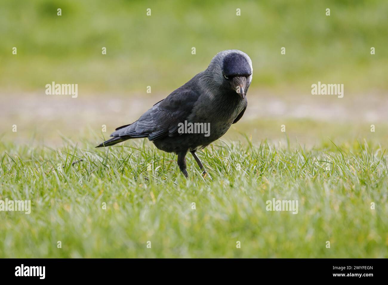 Jackdaw (Corvus monedula) walking on grass Stock Photo
