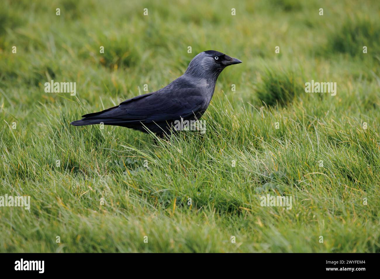 Jackdaw (Corvus monedula) walking on grass Stock Photo