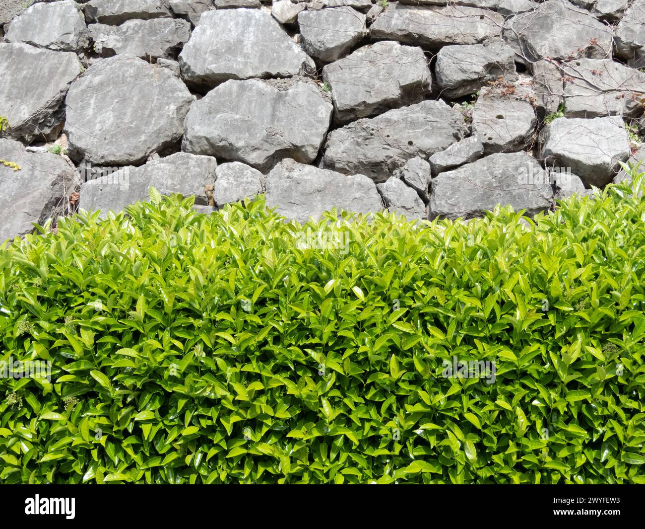 Laureestine hedge near large stones retaining wall. Using of viburnum lucidum in the urban landscape design. Wild laurel pruned bright green plants. V Stock Photo