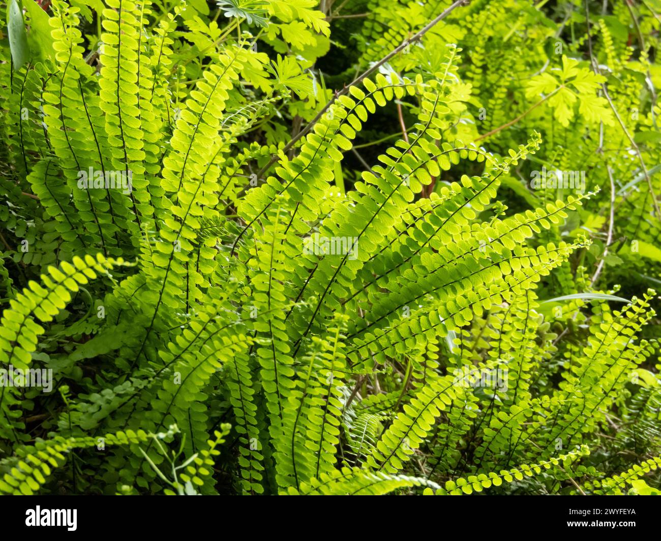 Asplenium trichomanes or maidenhair spleenwort fern bright green plant in the backlight.  Long and narrow gradually tapering fronds with rounded pinna Stock Photo