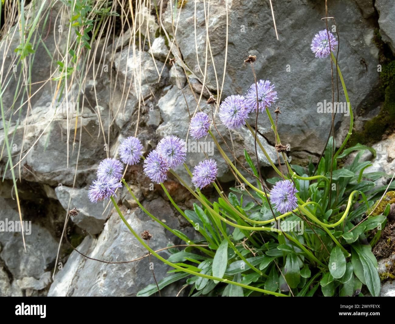 Globularia nudicaulis plant with light purple tightly packed flowers. Wildflowers in the mountain near Oviedo,Asturias,Spain Stock Photo