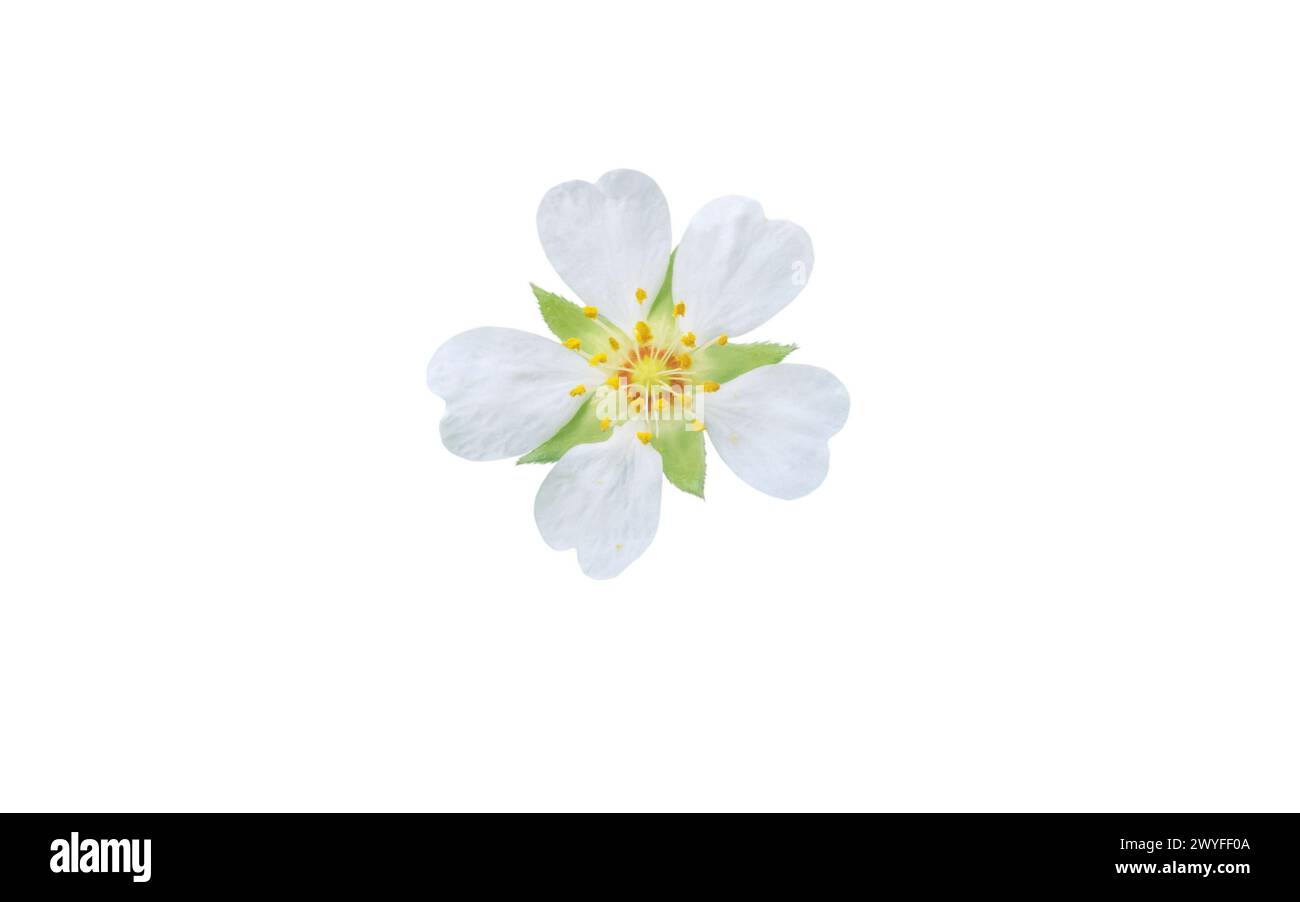 Potentilla montana flower isolated on white. Beautiful white flower with five petals, yellow stamens and hairy sepals. Rosaceae family. Stock Photo