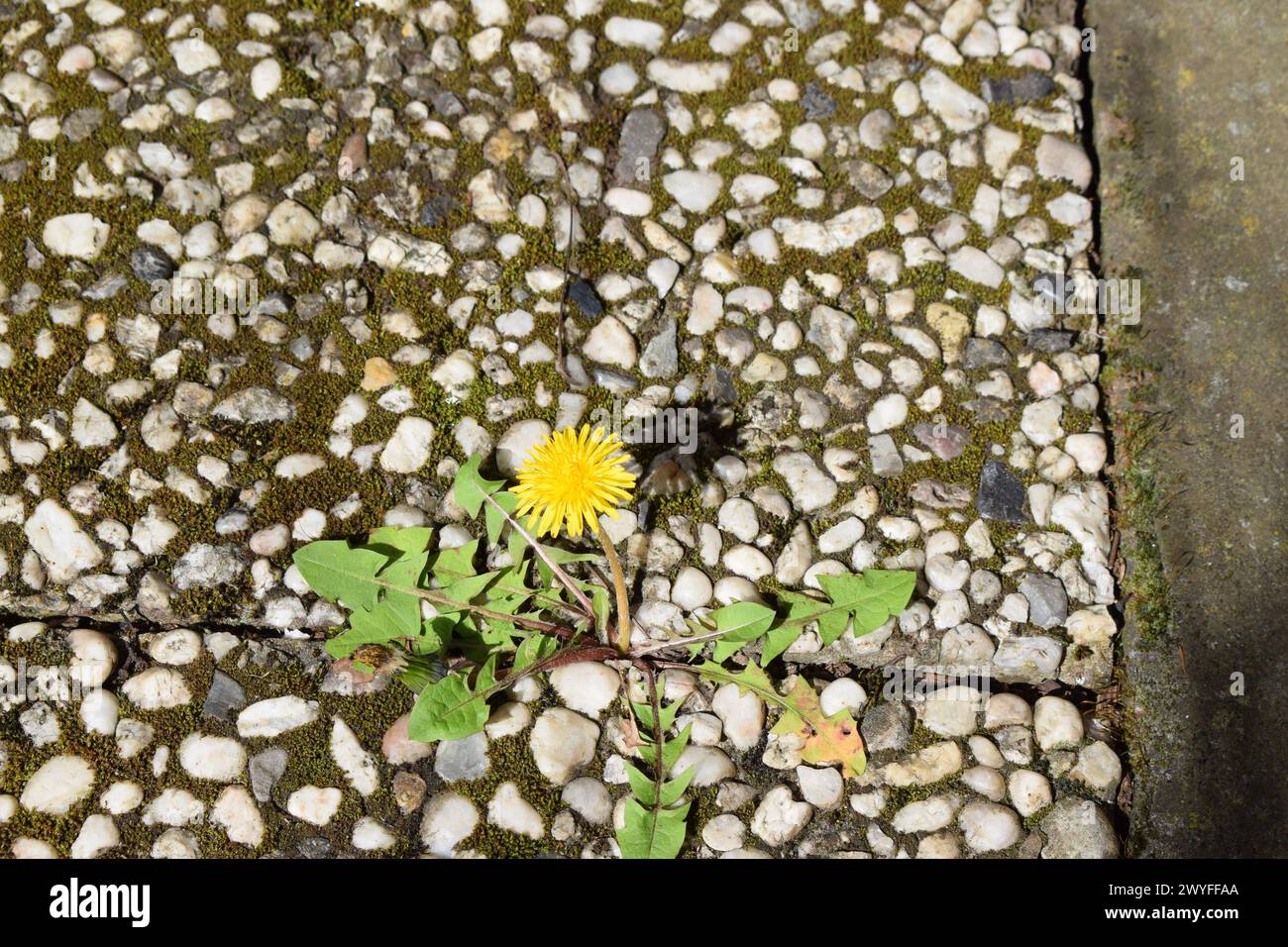 dandelion between stones Stock Photo