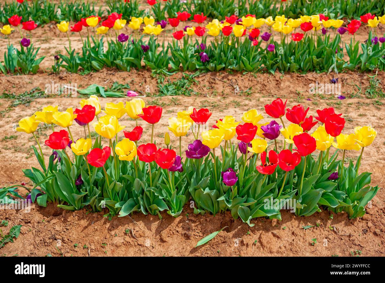Short row of opened multicolored tulips in bloom growing in rows on a ...