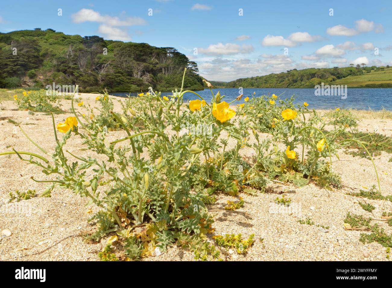 Yellow horned poppy (Glaucium flavum) clumps flowering on Loe Bar beach beside Loe Pool, Porthleven, The Lizard, Cornwall, UK, June. Stock Photo