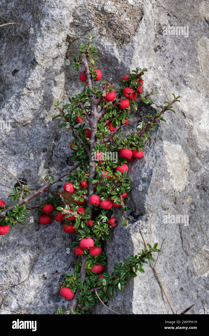 Entire-leaved cotoneaster (Cotoneaster integrifolius), a garden escape with red berries on a limestone boulder, Isle of Portland, Dorset, UK, October. Stock Photo