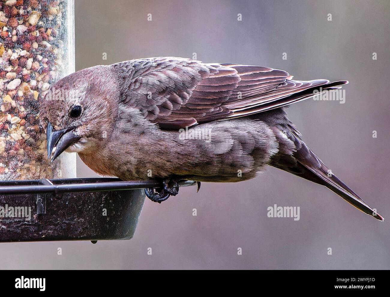Female BrownHeaded Cowbird on the bird feeder Stock Photo Alamy