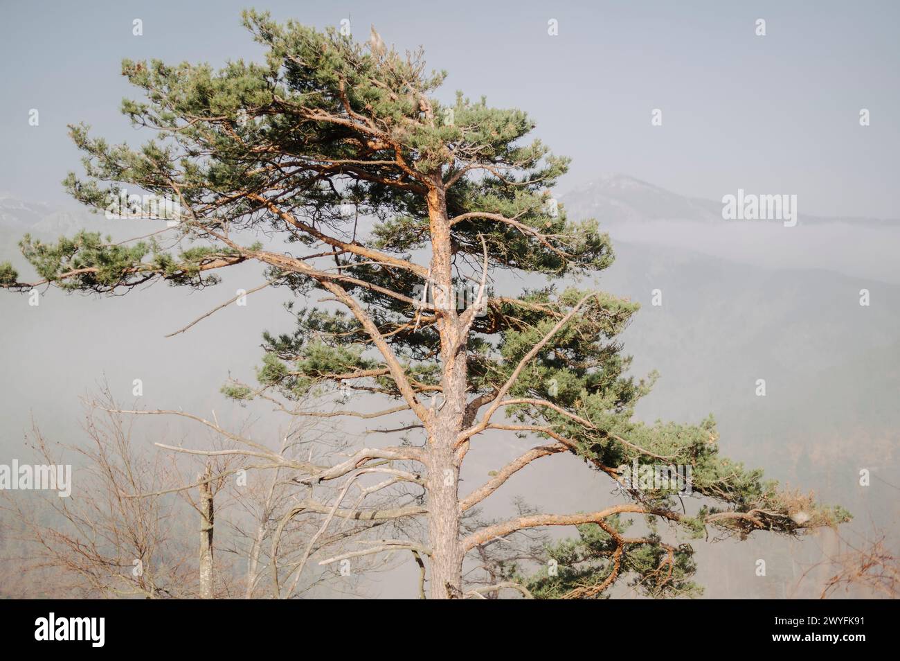 Maritime pine top shaken by the wind in a valley of the Ligurian Alps Stock Photo
