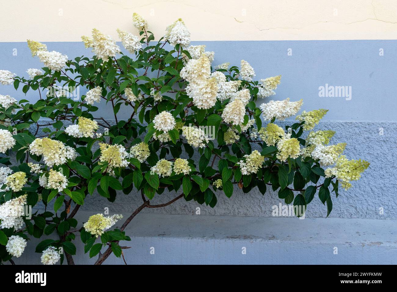 Detail of a Hydrangea paniculata, or panicled hydrangea, a species of ...