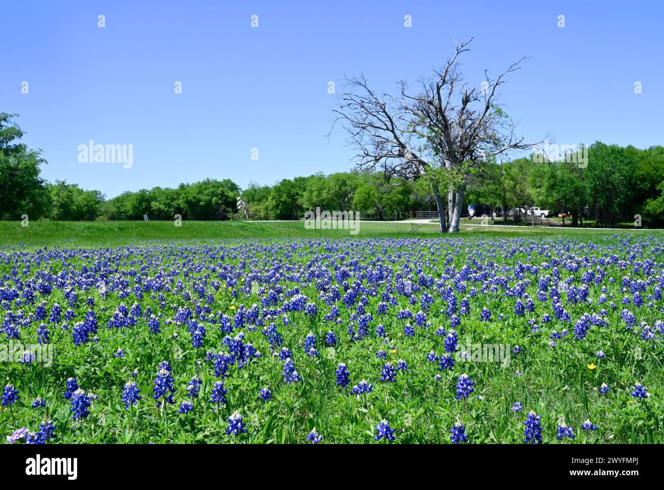 A field covered in green grass and a blanket of blooming Bluebonnet flowers on a sunny, Spring day in Texas. Stock Photo