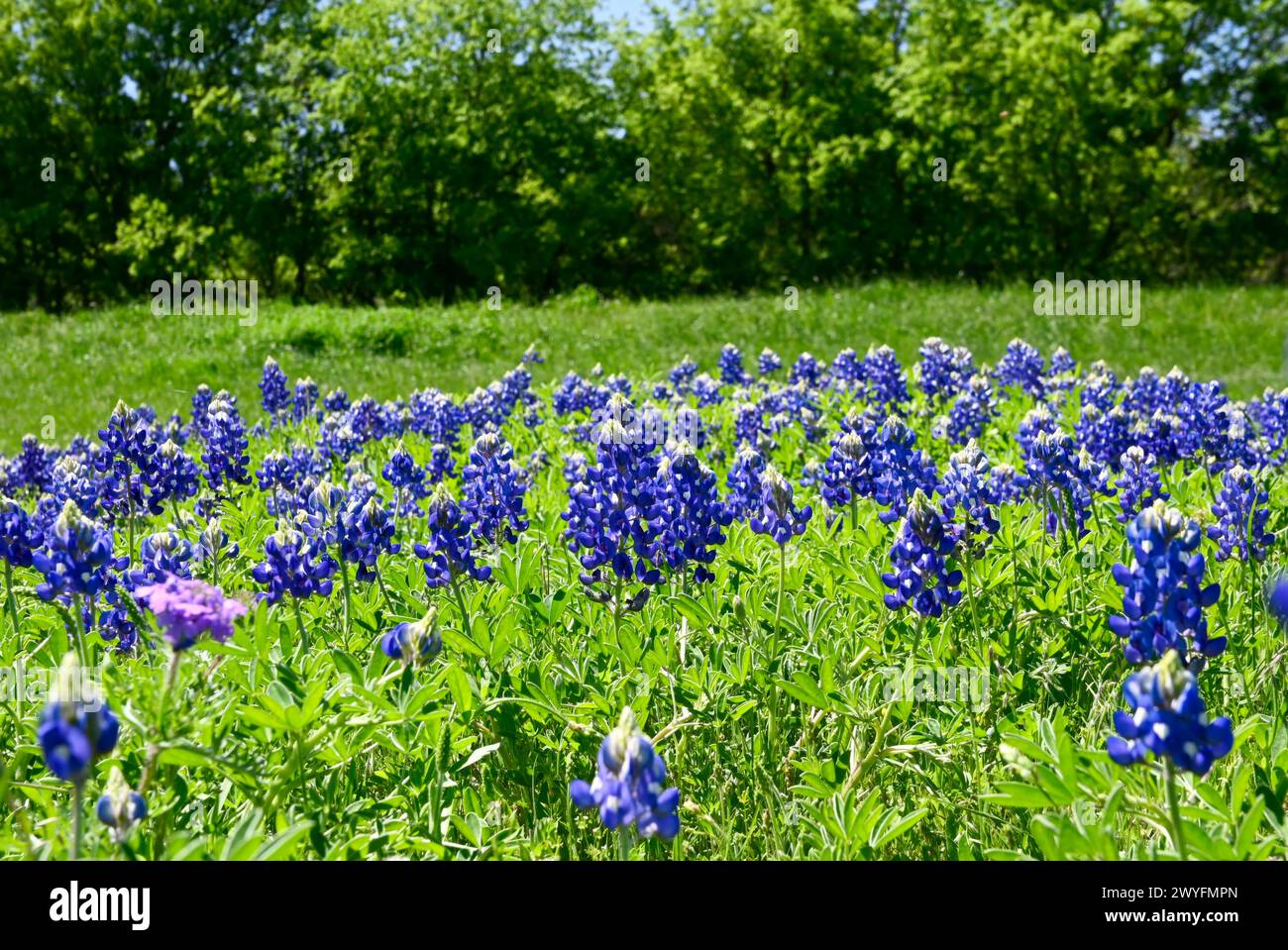 A field covered in green grass and a blanket of blooming Bluebonnet flowers on a sunny, Spring day in Texas. Stock Photo