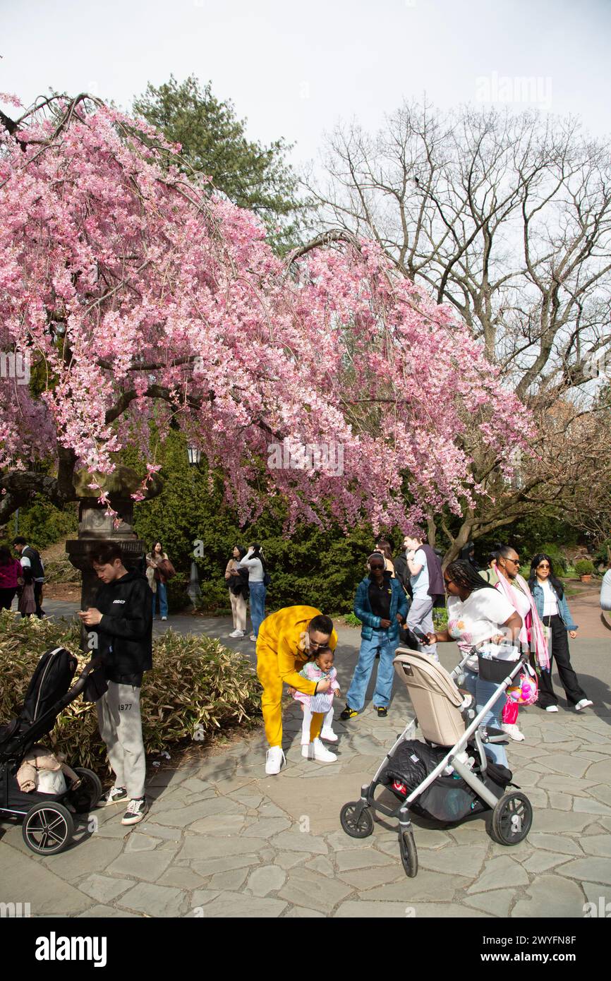 Early Spring at the Brooklyn Botanic Garden on Easter Sunday.  People enjoy Magnolia Plaza at the garden. Stock Photo