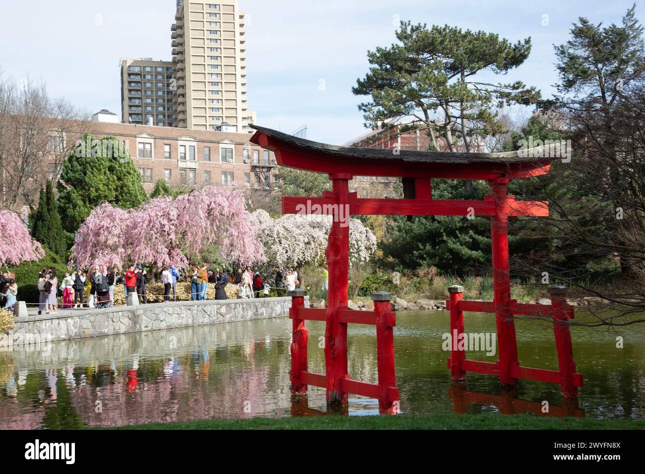 Early Spring at the Brooklyn Botanic Garden on Easter Sunday. Visitors enjoy the Higan cherries in bloom at the Japanese Garden and pond. Stock Photo