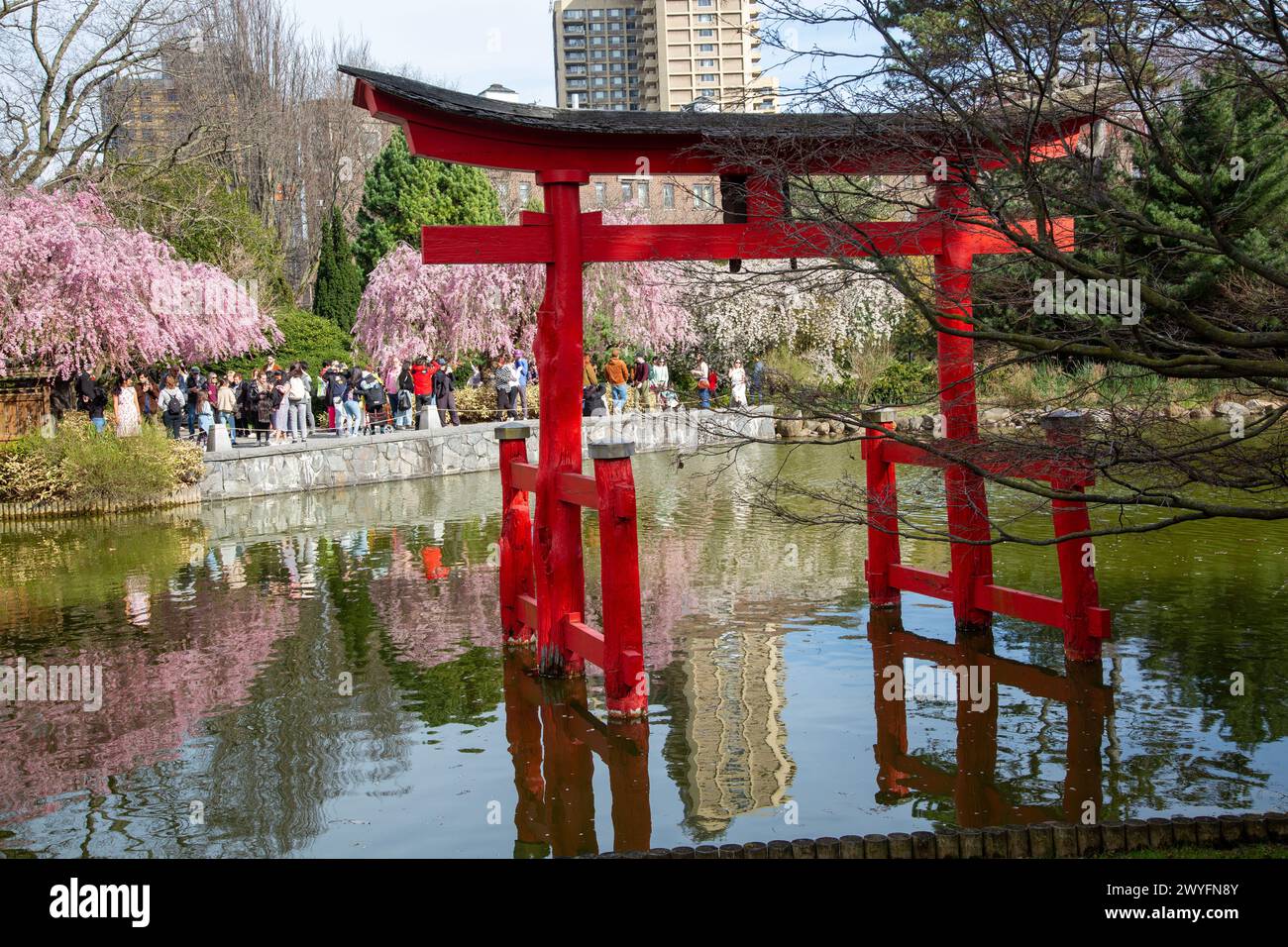 Early Spring at the Brooklyn Botanic Garden on Easter Sunday. Visitors enjoy the Higan cherries in bloom at the Japanese Garden and pond. Stock Photo
