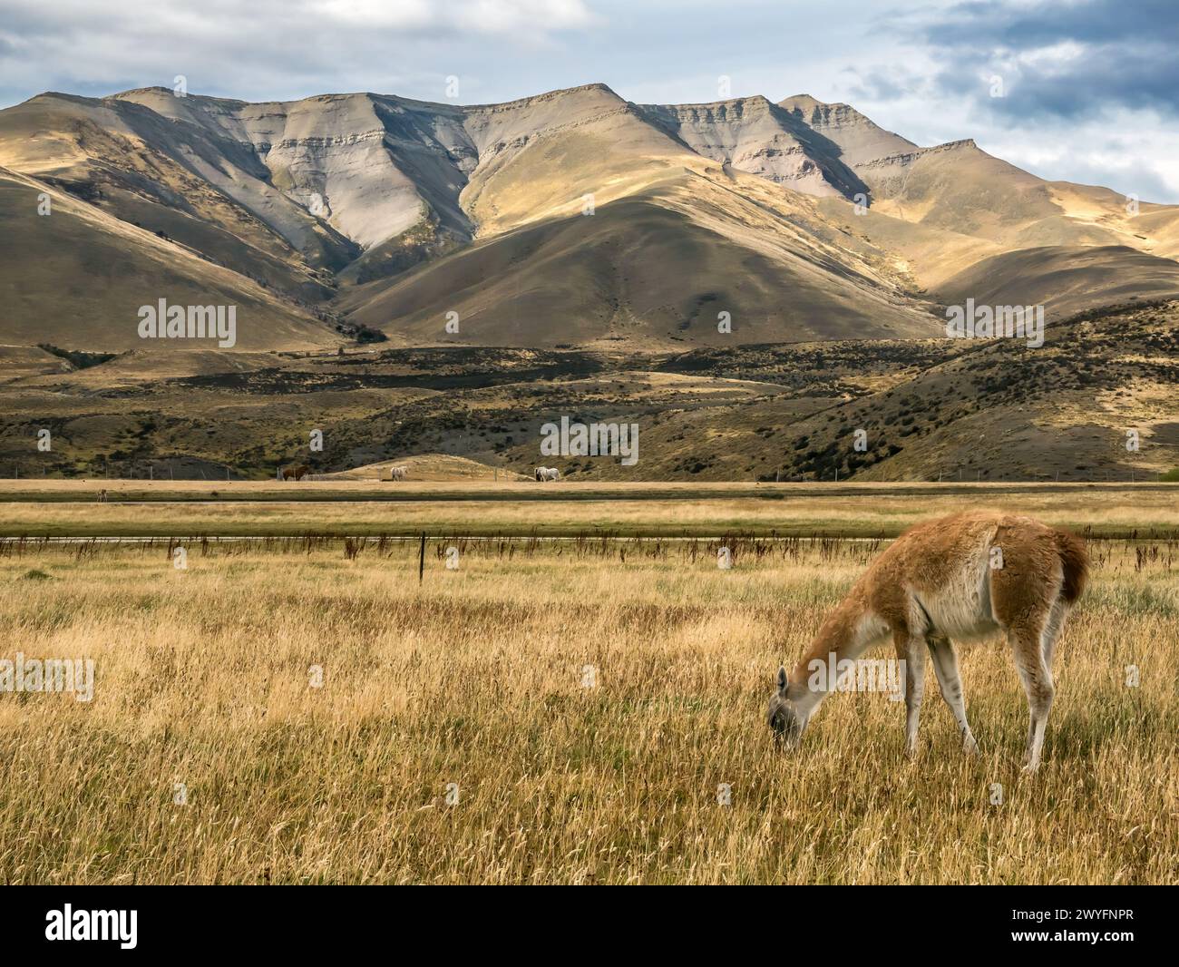 Guanaco on flat landscape with hills and mountains in distance, Torres ...