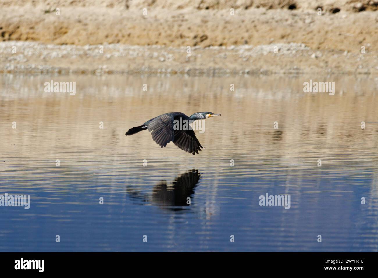 Great cormorant (Phalacrocorax carbo) flying over the water of the Beniarres swamp, Spain Stock Photo